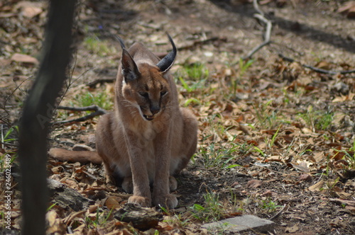 Caracal also know as African golden Cat