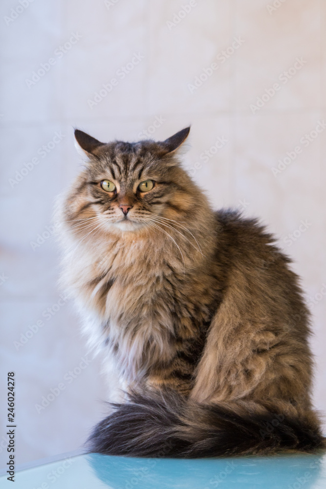 Adorable siberian cat of livestock in relax outdoor, cute male gender