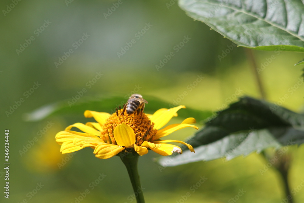 Biene auf Blume Biene auf Blume