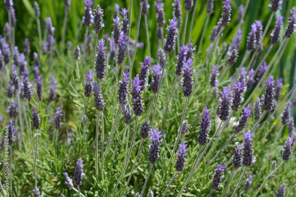 lavender in flower