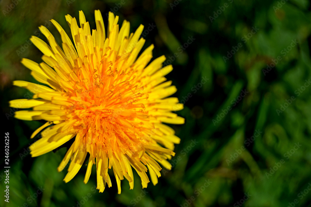 Blume Blume