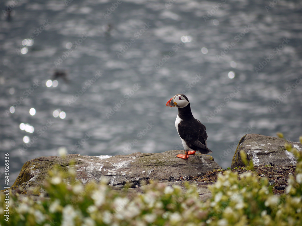 Obraz premium Puffin, Farne Islands