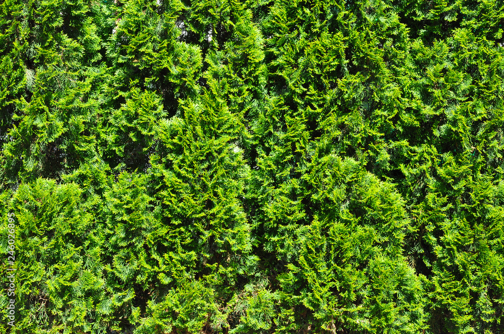 Hedge of Thuja trees