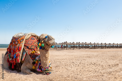 Camel resting on the beach of Egypt. Coast Sharm Fir Sheikh