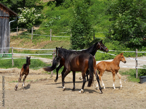 horse family at pasture