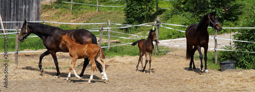 horse family at pasture