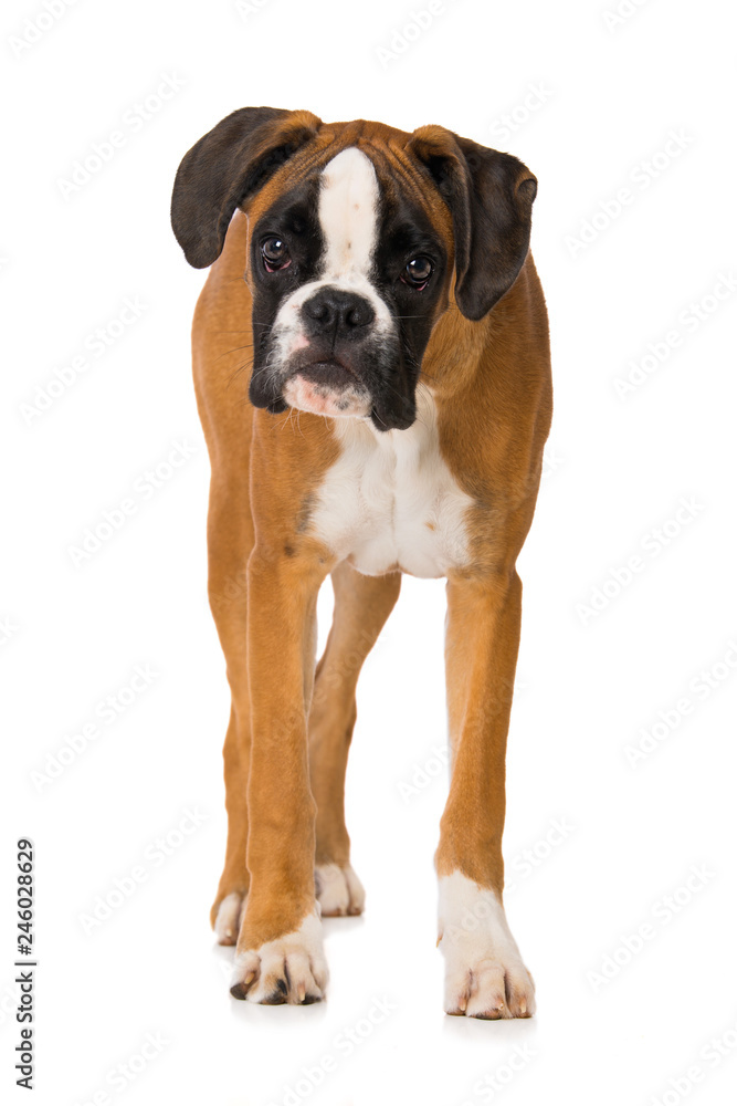 Young boxer dog standing isolated on white background