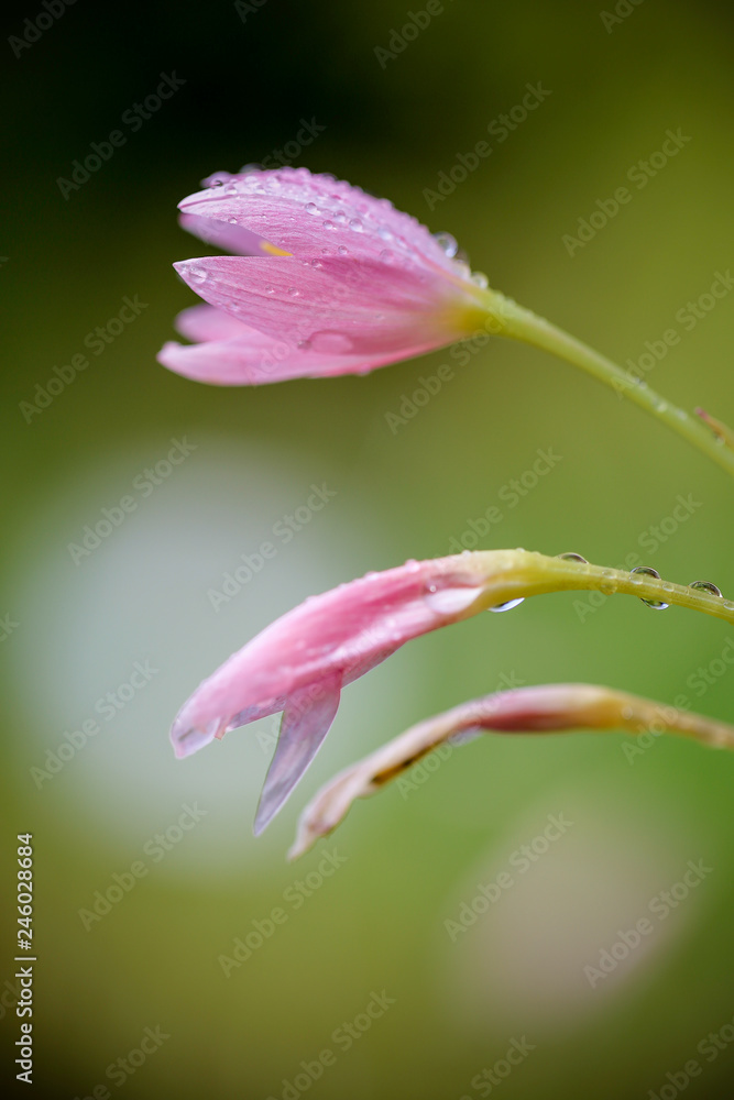 Fototapeta premium Tulpe im Regen