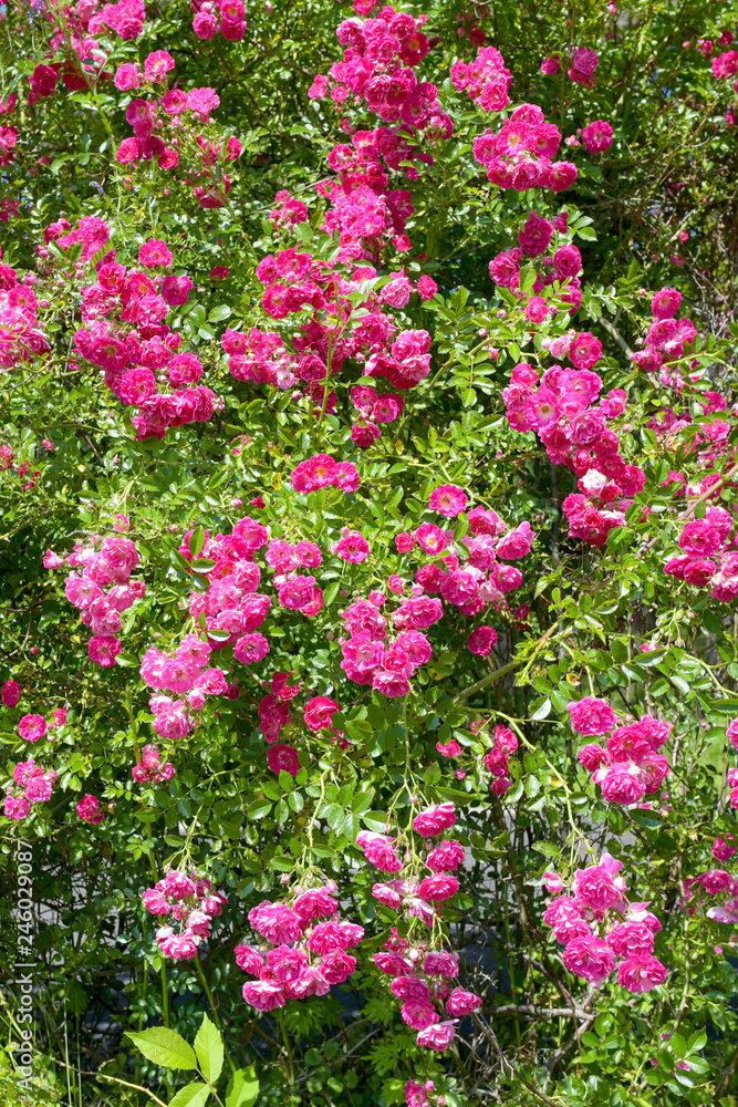 Pink roses. Summer landscape with blooming roses.