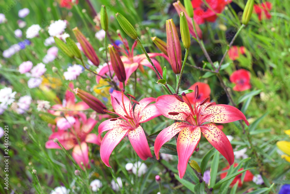 Obraz premium Lilies, poppies and cornflowers in the garden. Flower bed.