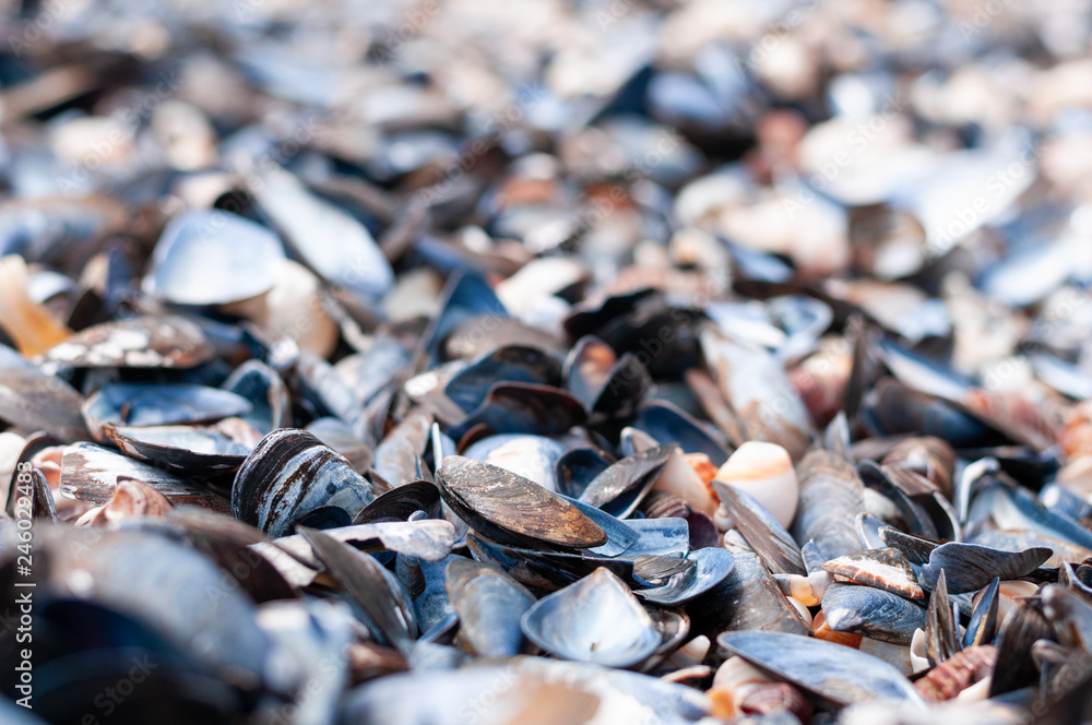 Large collection of shells on a beach.