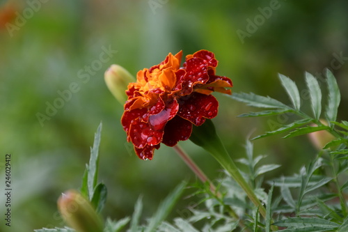 red flower with water drops