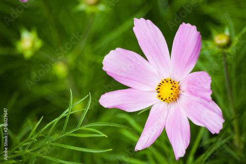 A close-up of flowers in the Botanic Gardens in Dublin, Ireland