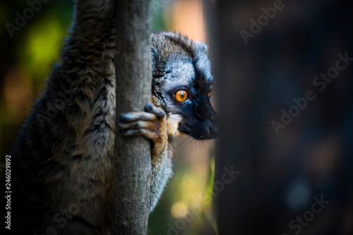 Common Brown Lemur (Eulemur fulvus), Andasibe, Madagascar photo