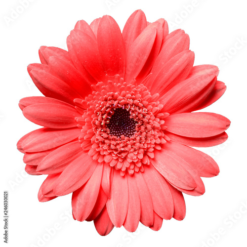 beautiful red gerbera daisy flower isolated on white background closeup