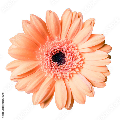 beautiful peach colored gerbera daisy flower isolated on white background closeup