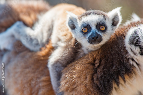 Baby Ring-tailed Lemur (Lemur catta), Anja Community Reserve, Haute Matsiatra Region, Madagascar