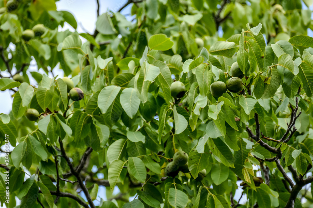 Walnüsse am Baum