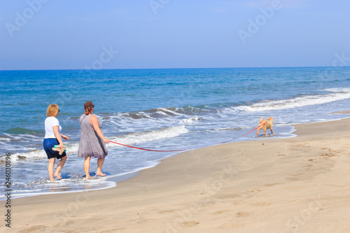 Obraz na płótnie Friends walk along the sandy beach with a dog