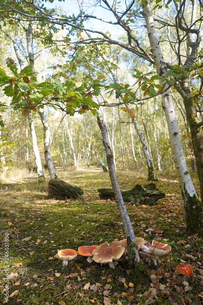 Red poisonous mushrooms growing under the birch tree in the forest, England Stock Photo Adobe