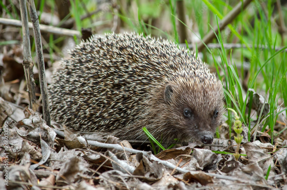European hedgehog in the forest in its natural habitat. Fauna of Ukraine. Closeup. European hedgehog in the forest in its natural habitat. Fauna of Ukraine. Closeup.