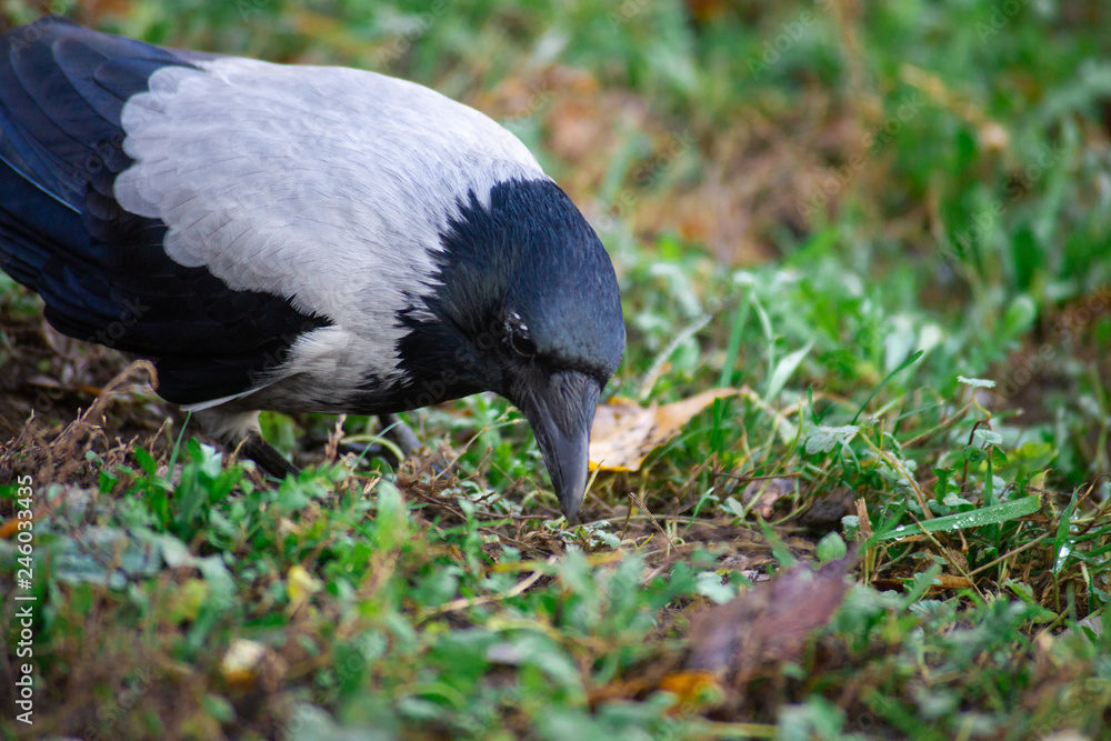 Obraz premium The crow with gray and black ffeathers on green grass