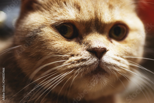 Temperamental british domestic cat looks at you closeup with blurred background.