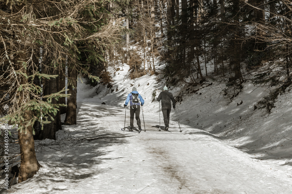 Fototapeta premium Group of people cross country skiing on winter morning