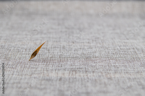 Dried seed photo