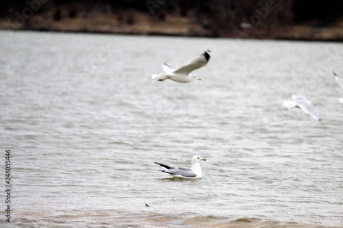 seagull in flight