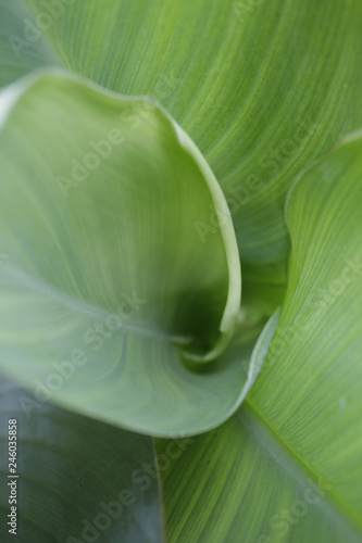 Cicle green leaves, nature background