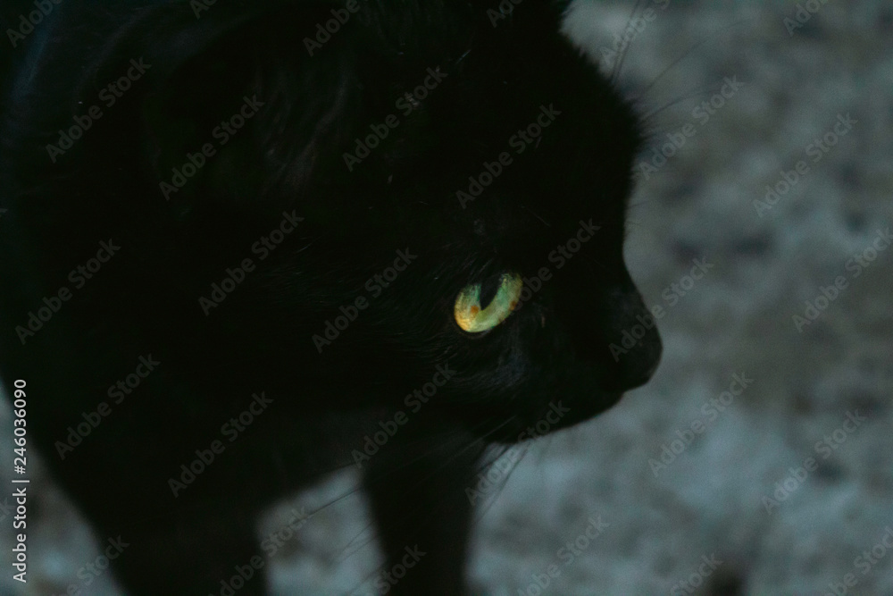 black cat with green eyes/yelow