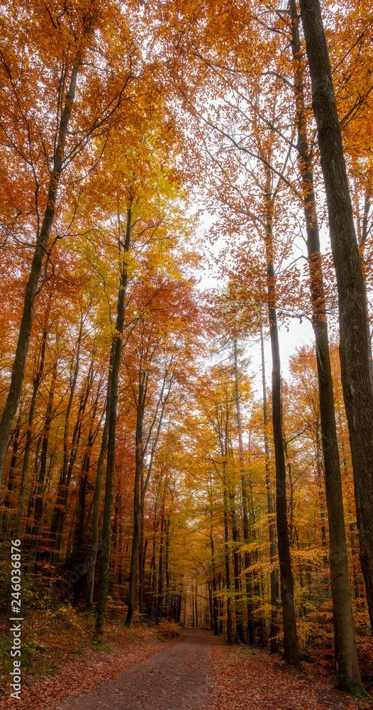 Fototapeta premium Autumn Woodland