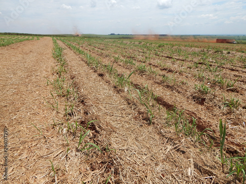 Dry straw in sugar cane plantation. Agriculture in Brazil and enviroiment.