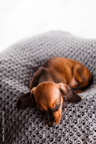 Dachshund puppy sleeping in her bed.