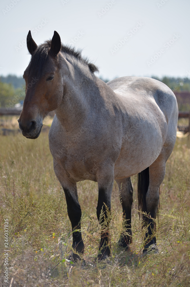 Obraz premium Horse on pasture in the Ukrainian village