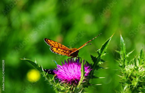 Nymphalidae Butterflies  - Is one of the largest family of butterfly in the Europe  photo