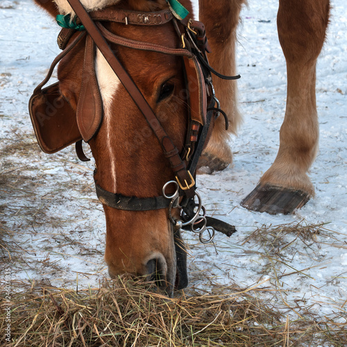 The horse eats hay. Muzzle horse closeup. Horse brown suit. The horse has a bridle, blinders and a New Year's cap. Winter period. Hay is lying on the snow