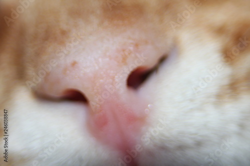 cat_nose