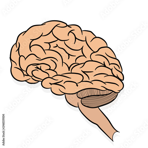 Anatomically correctly outline of human brains. The picture for textbooks with anatomy.  vector illustration of human brain on white background. 