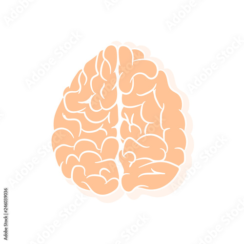 Anatomically correctly outline of human brains. The picture for textbooks with anatomy.  vector illustration of human brain on white background. 