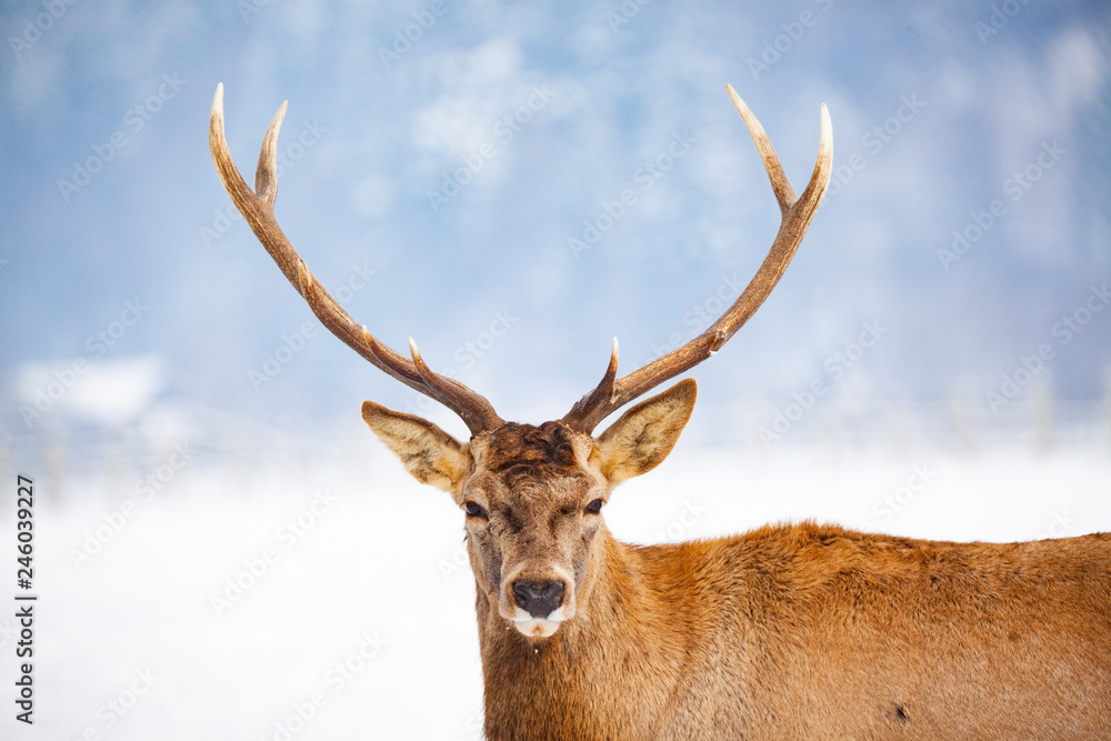 noble deer male in winter snow noble deer male in winter snow