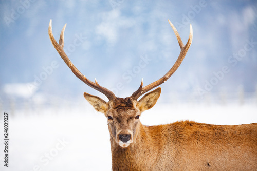 noble deer male in winter snow