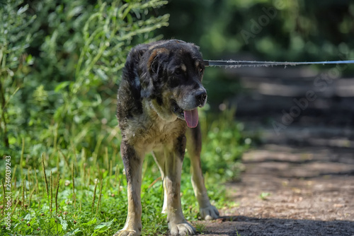 Central asian shepherd dog photo