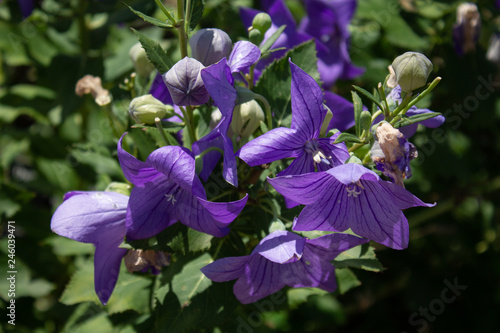 Purple Flowers Closeup