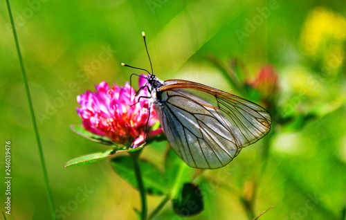 Transparent/white butterfly on flower in to the wild (Aporia crataegi) 