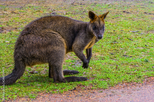 closeup of a swamp wallaby, portrait of a kangaroo from Australia photo