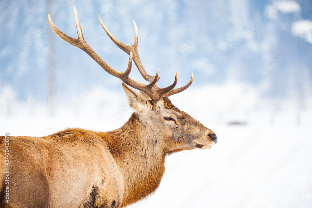 noble deer male in winter snow noble deer male in winter snow