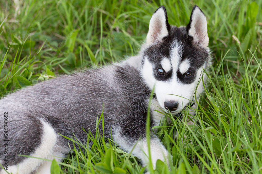 Cute beautiful Husky puppy dog in grass, portrait close up