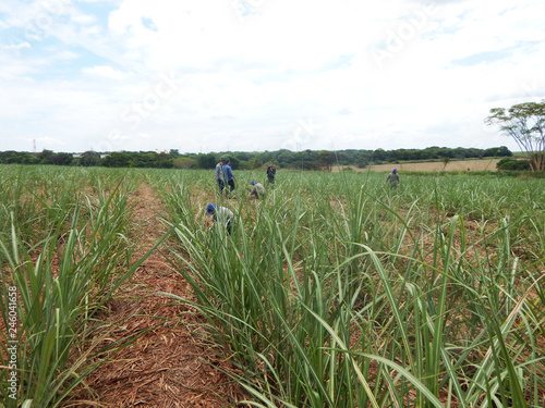 Dry straw in sugar cane plantation. Agriculture in Brazil and enviroiment.